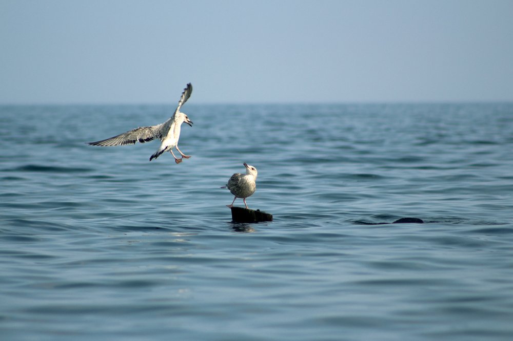 Птенцы чаек