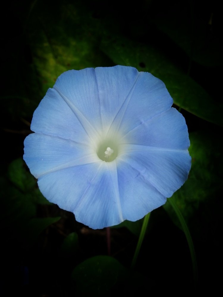 Photograph by Jonna Sabenorio