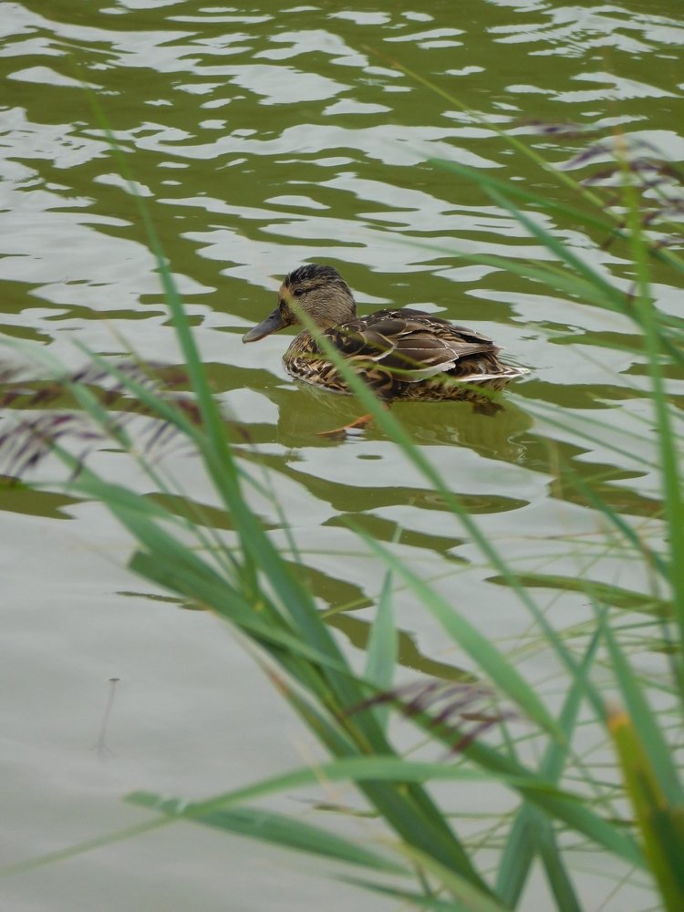 Photograph by Zsofia Schmidt-Mudik