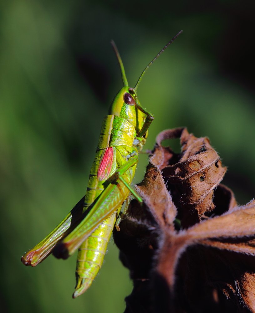 Честь имею!