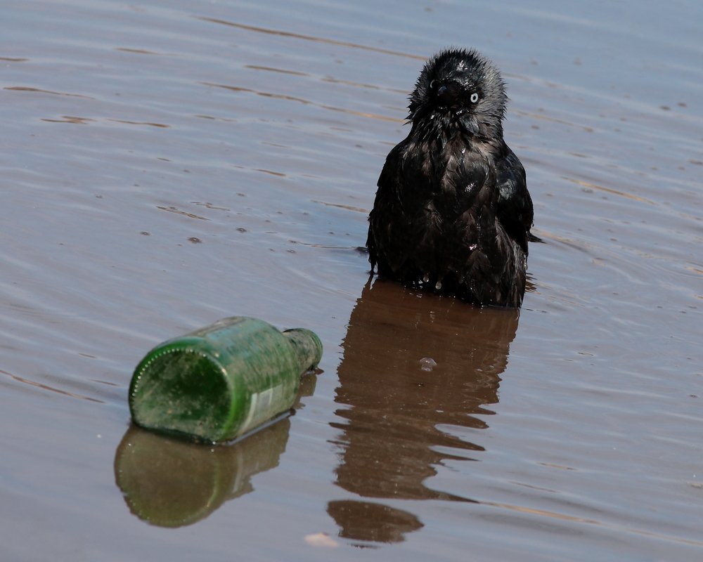 Зелёный змей..
