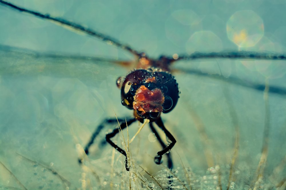 Photograph by Екатерина Бокова