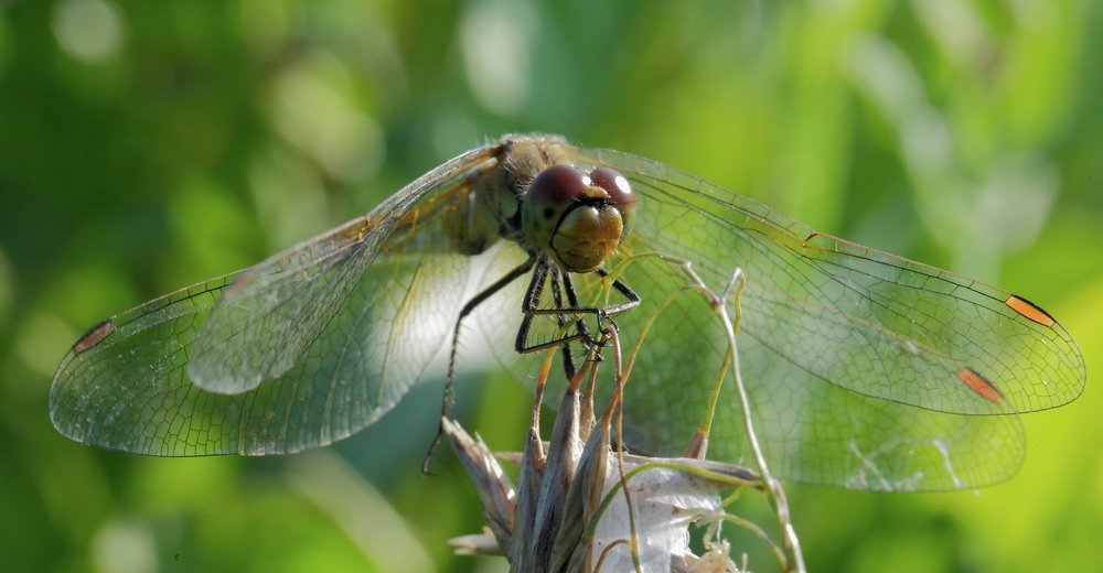 Косая сажень в крыльях...