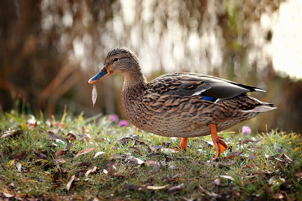 Photograph by Чистякова Валерия