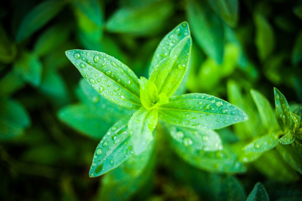 Photograph by Александр Яновский