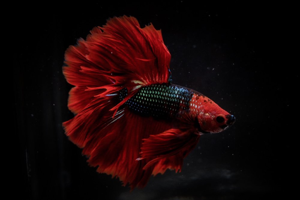 Photograph by Astried Marini