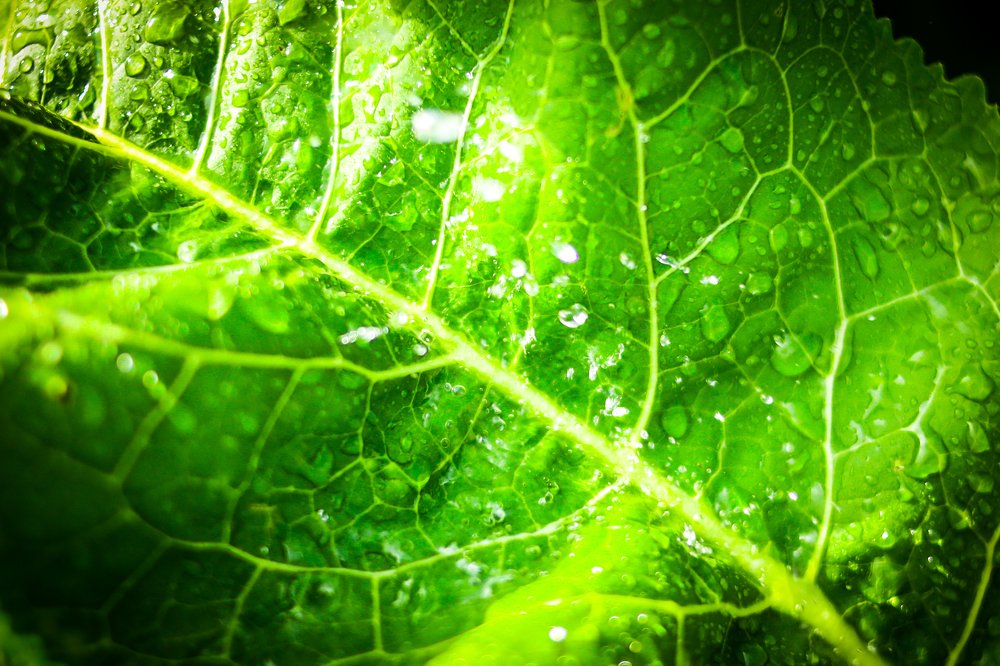 Photograph by Александр Яновский