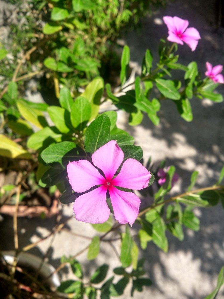 The pink flower