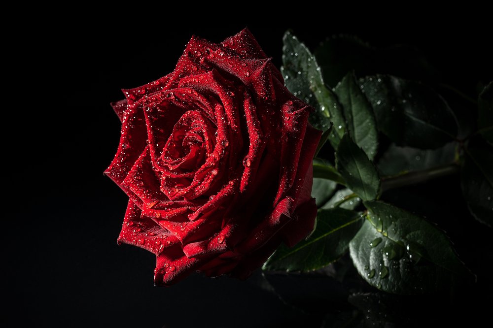 Rose in the dark