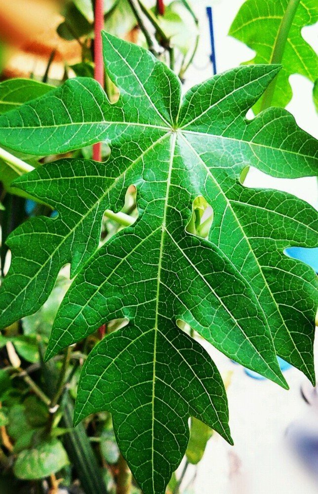 Photograph by  Diwakaran D