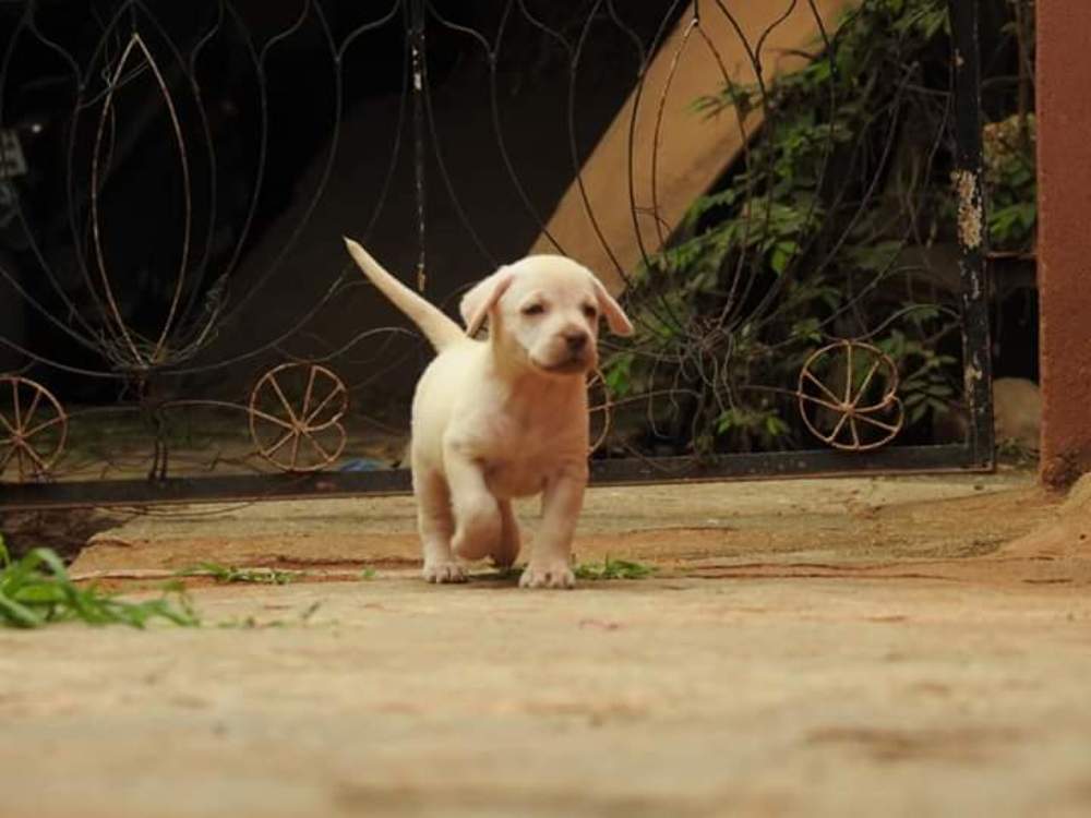 Photograph by  Diwakaran D