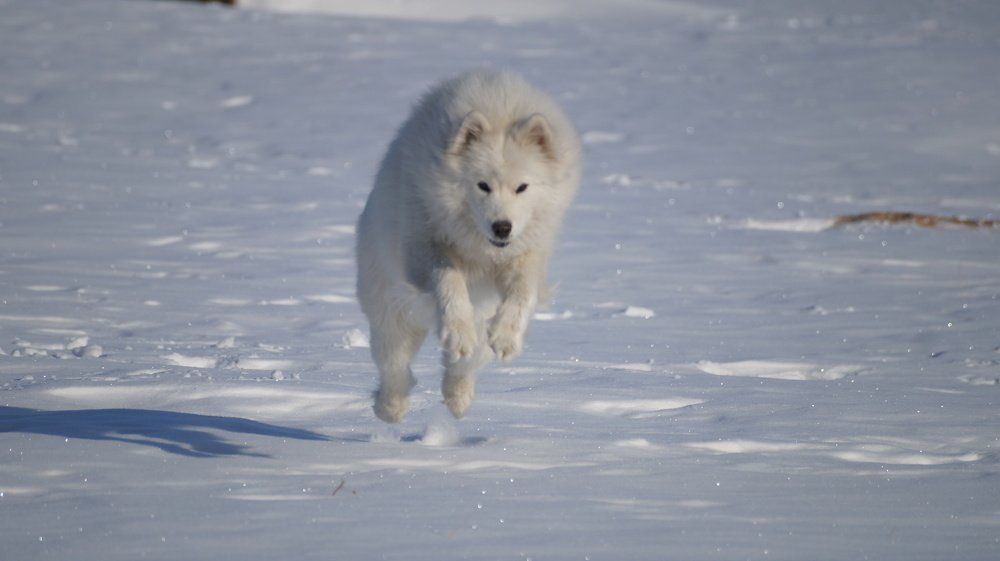 Посмотри как Я прыгаю!