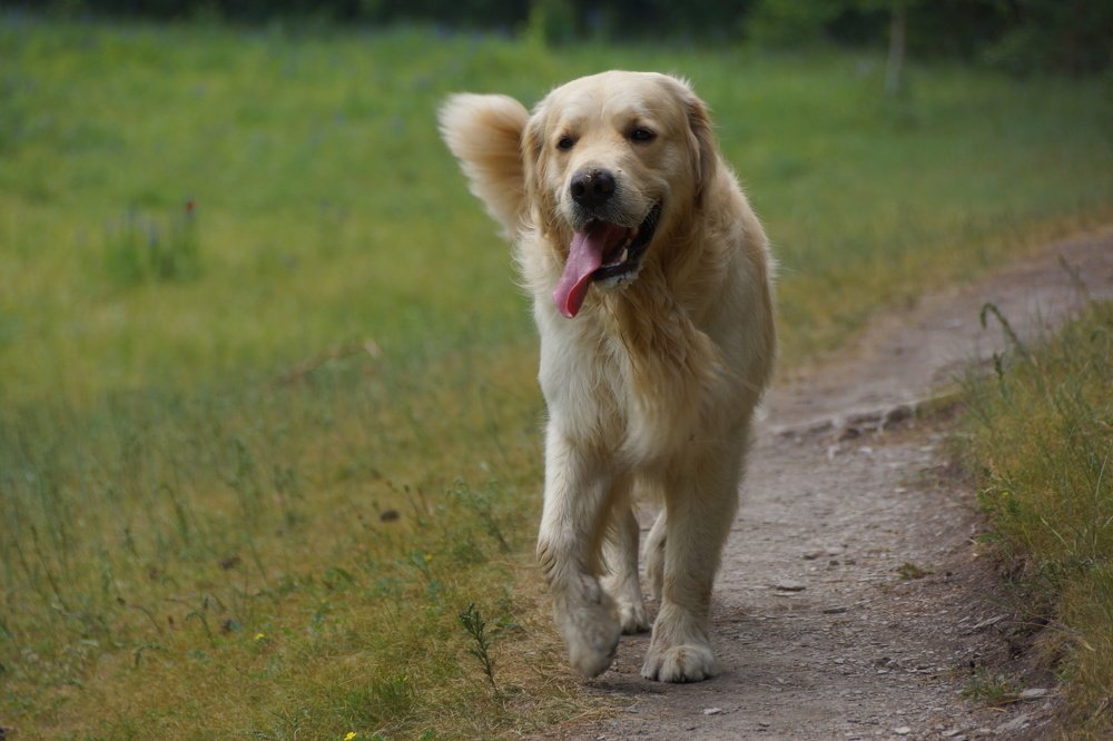 Хозяин, Я бегу!!!