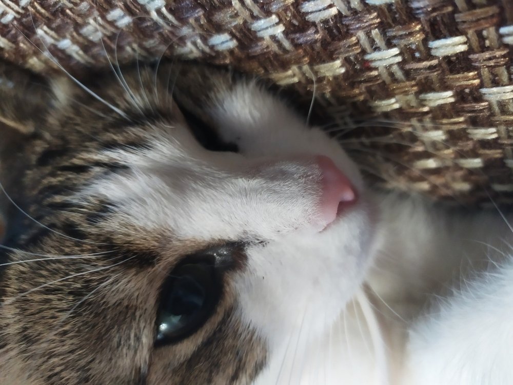 О чём думает кошка.