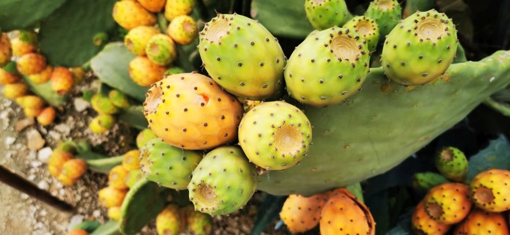 Photograph by Andrea Gal