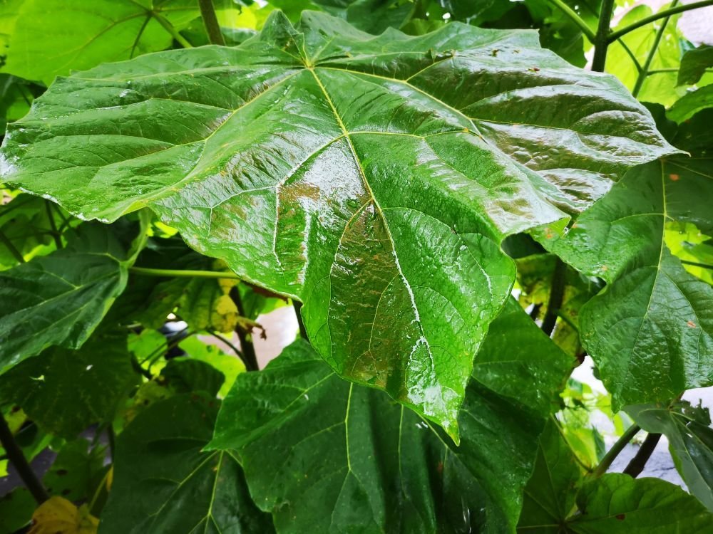 Photograph by Andrea Gal