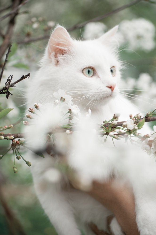 Photograph by Диана Норикян
