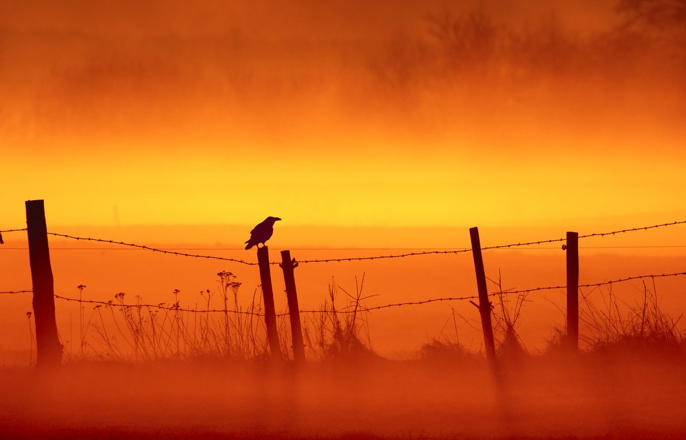 Черная ворона