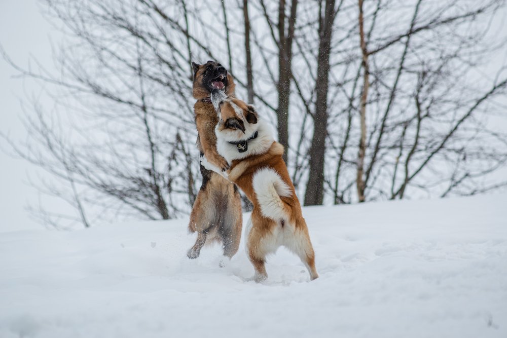 Photograph by Вячеслав Криволуцкий