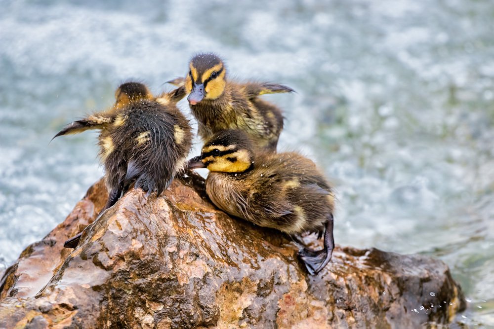 Покоряя первые вершины