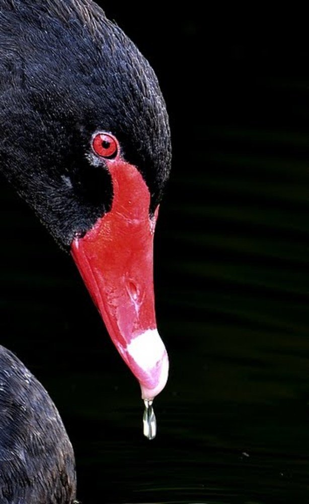 Photograph by Lev Prilutsky