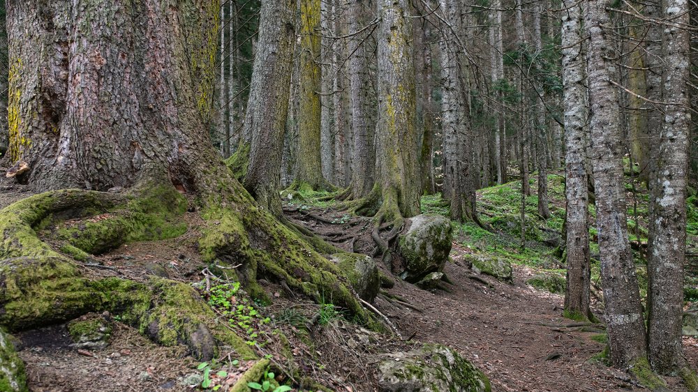 Леса Карачаево-Черкессии