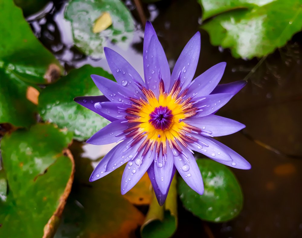 Photograph by Raju Md.