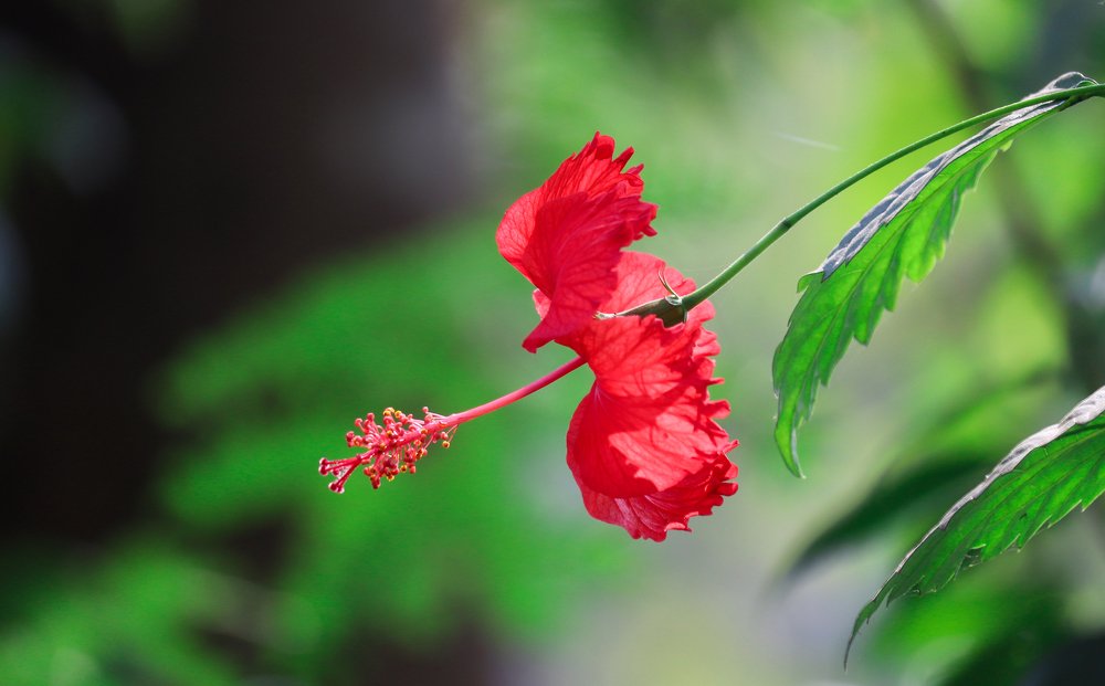 Photograph by Raju Md.