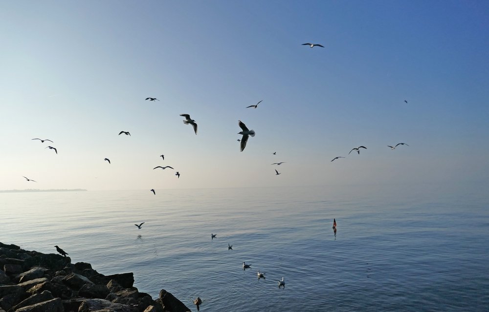 Seagulls on Leman