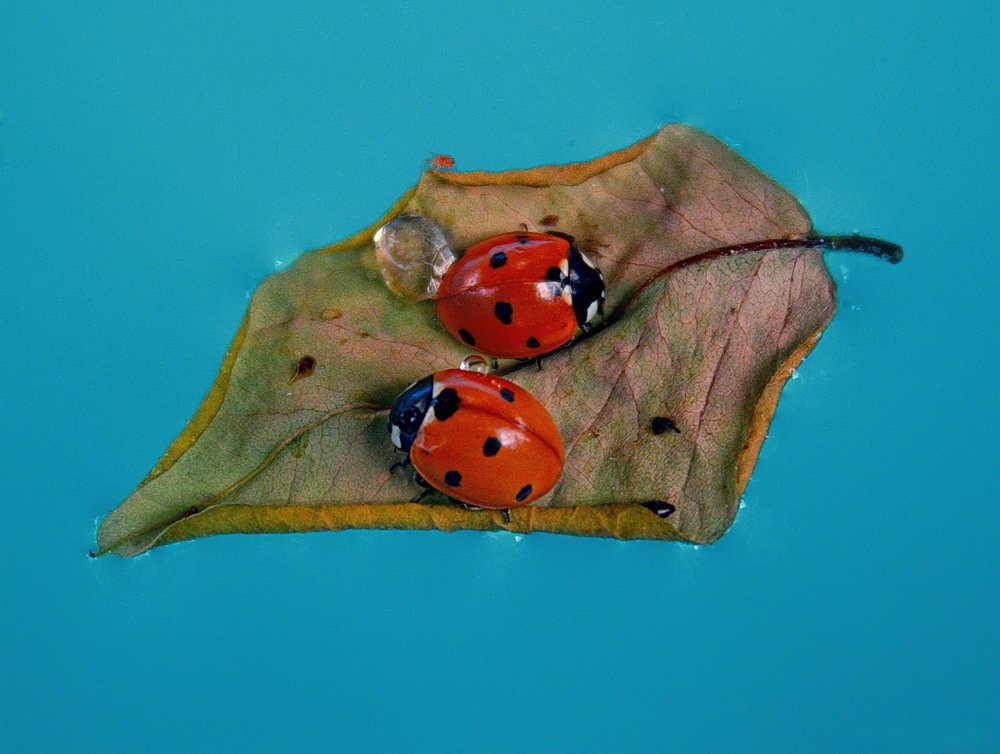 Photograph by Святослав Тышкевич