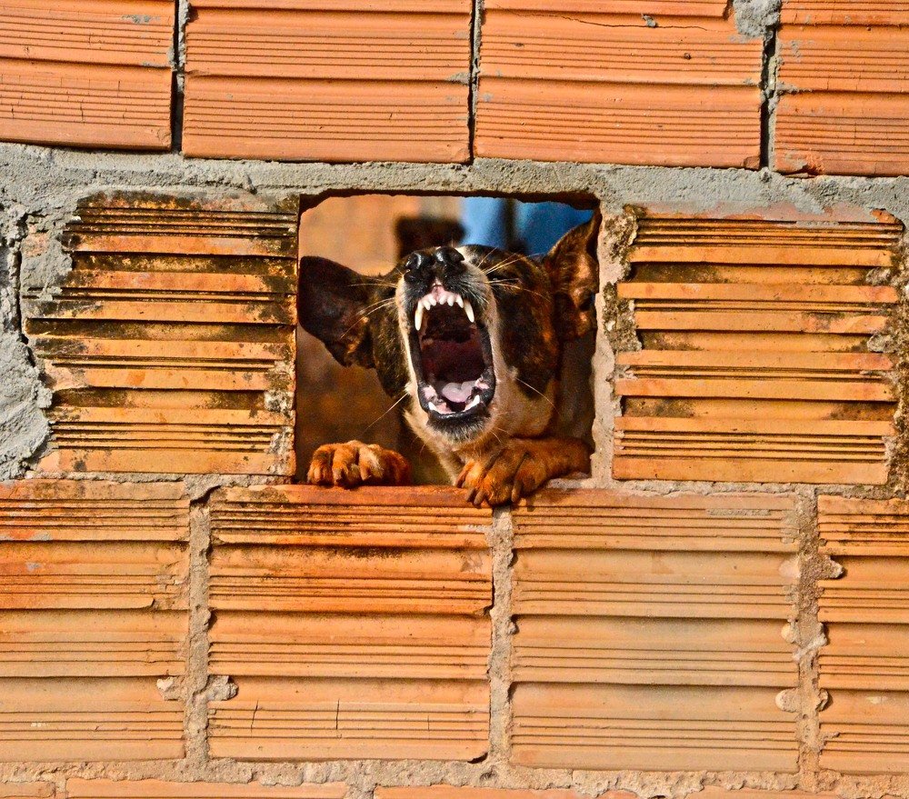 Photograph by Régis Santos