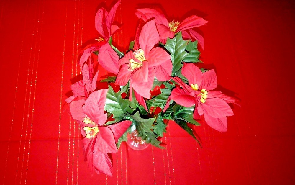 Photograph by Isabel Moreira