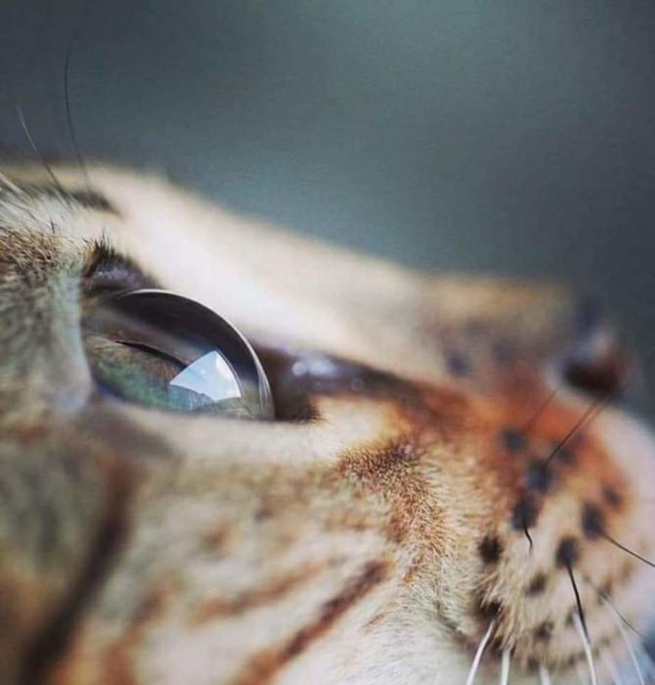 Cats eye