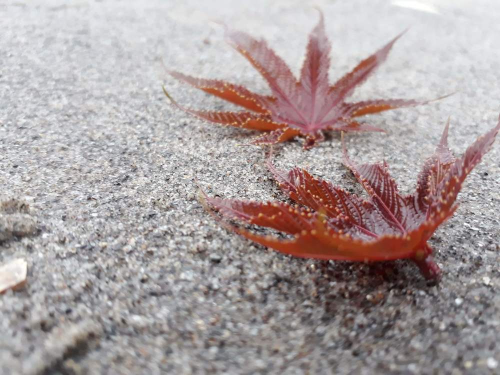 Photograph by Suren Tamang