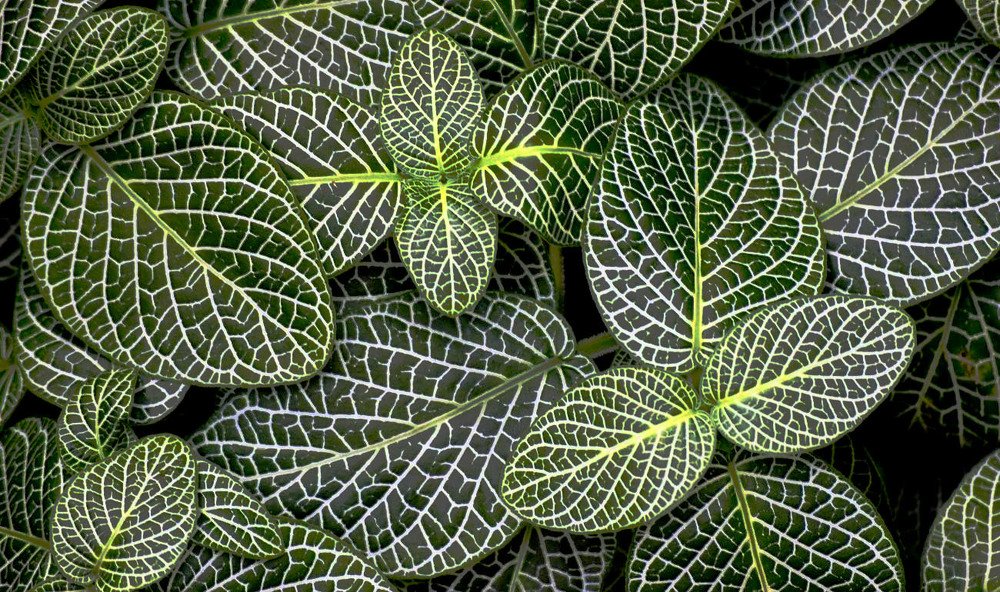 Photograph by Kelly Vivian