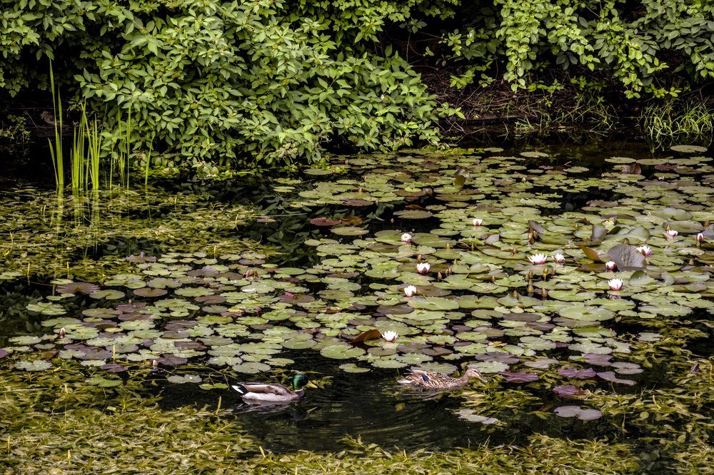 Зелено-зелено