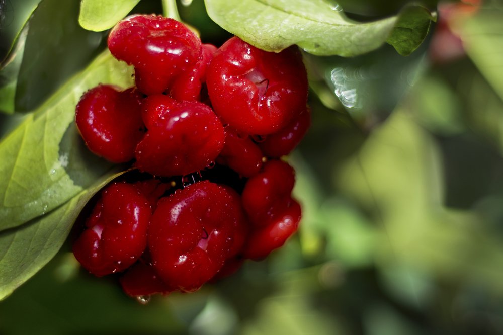 Photograph by  Md Shaheedul Alam