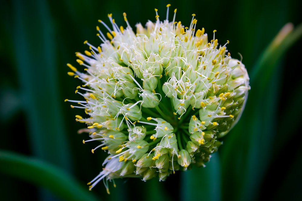 Кто бы мог подумать?