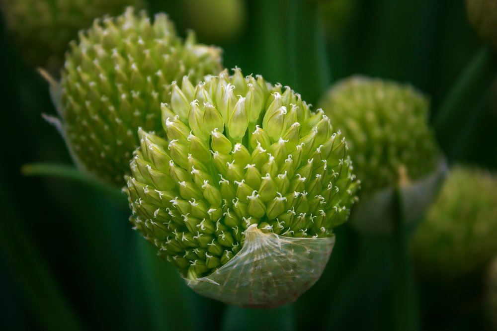 Бутоны лука