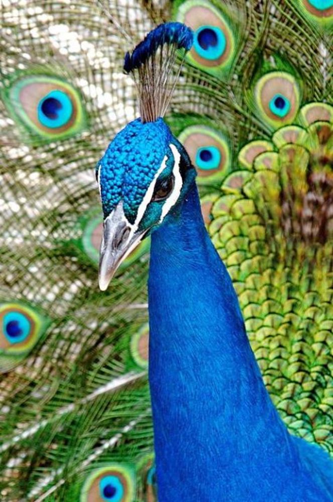 Photograph by Lev Prilutsky