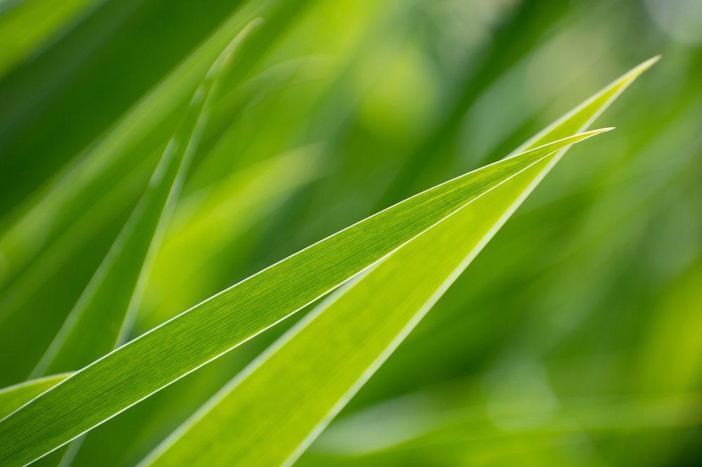 Photograph by Елена Ефимова