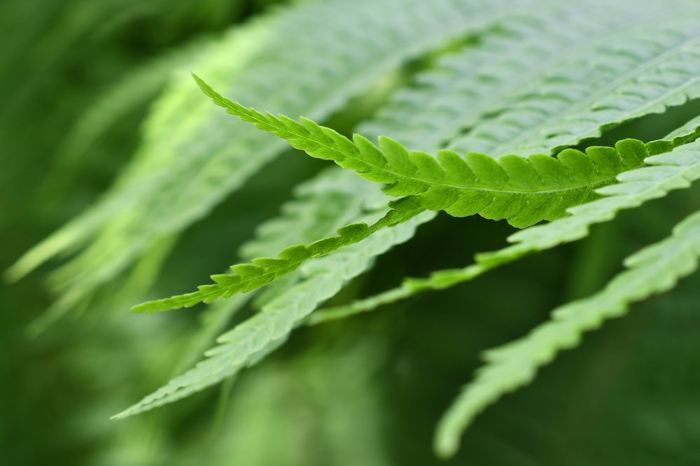 Photograph by Елена Ефимова