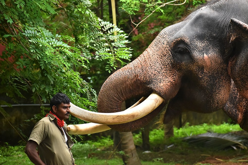Mahout and his love