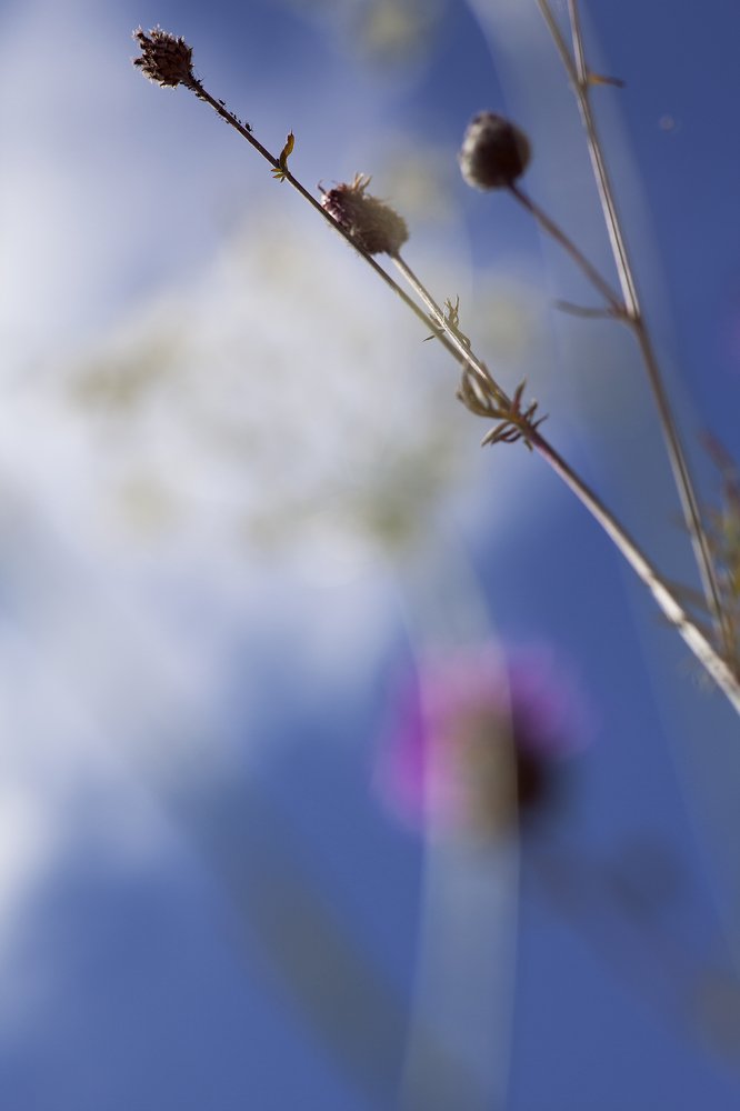 Photograph by Hanna Hertman