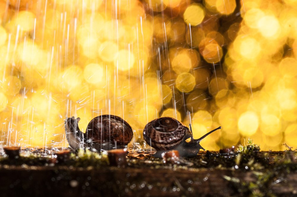 Фотография автора Кирилл Сизов