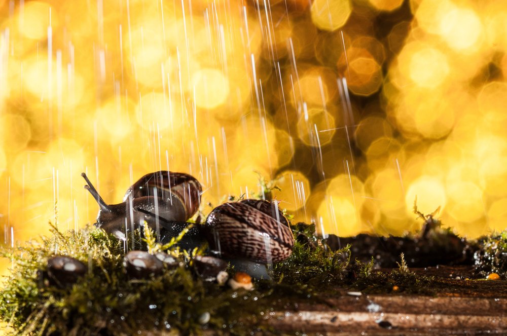 Фотография автора Кирилл Сизов