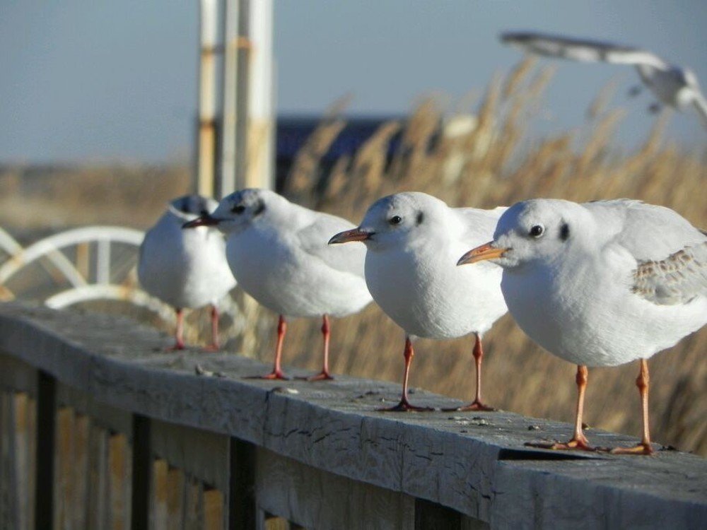 На первый-второй расчитайсь!