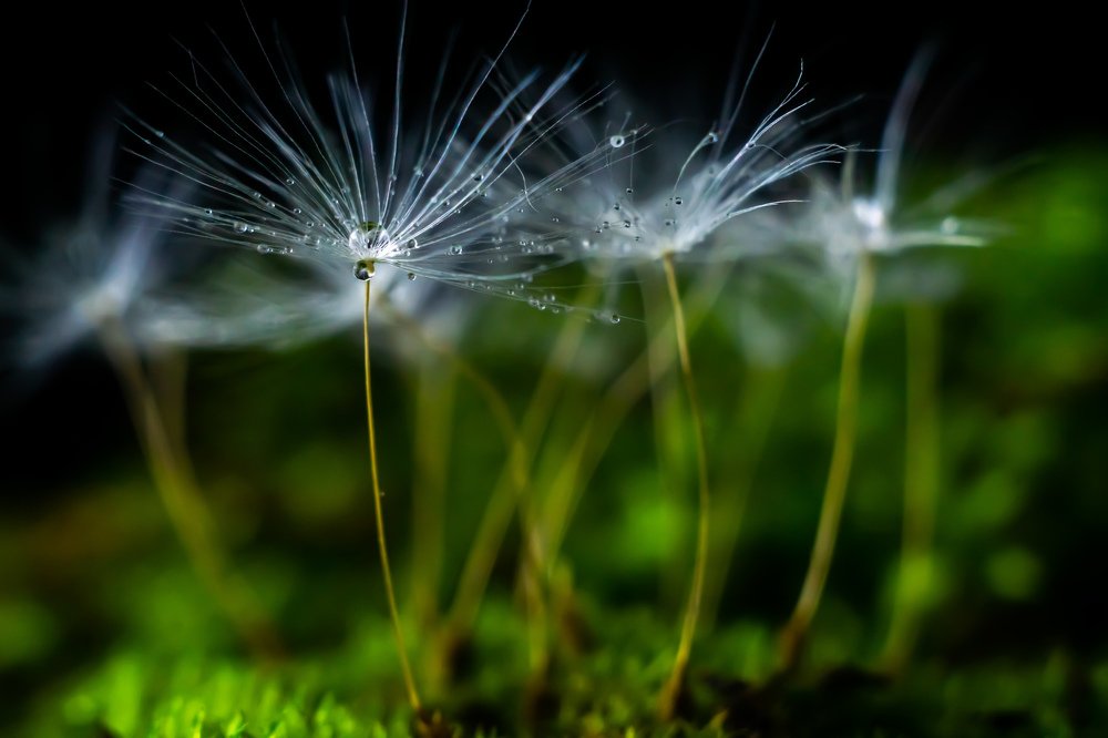 Парящий лес