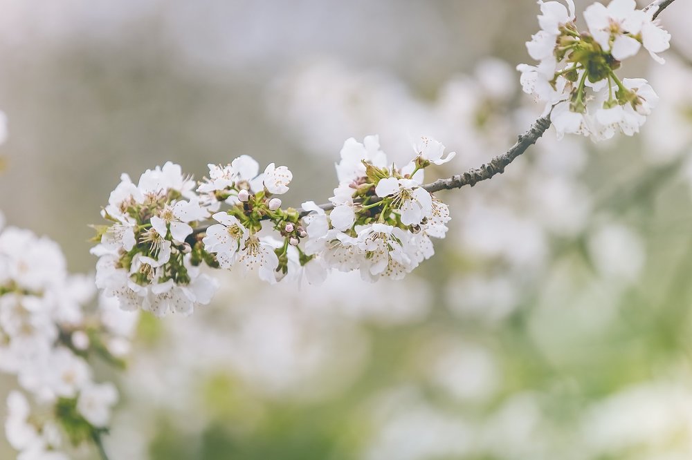 Photograph by Галина Ледок