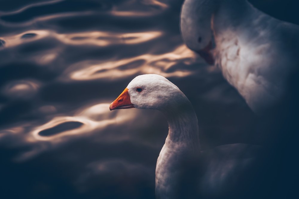 UK - Wildlife